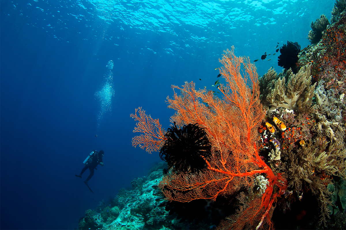 Coral reef in Misool, Indonesia