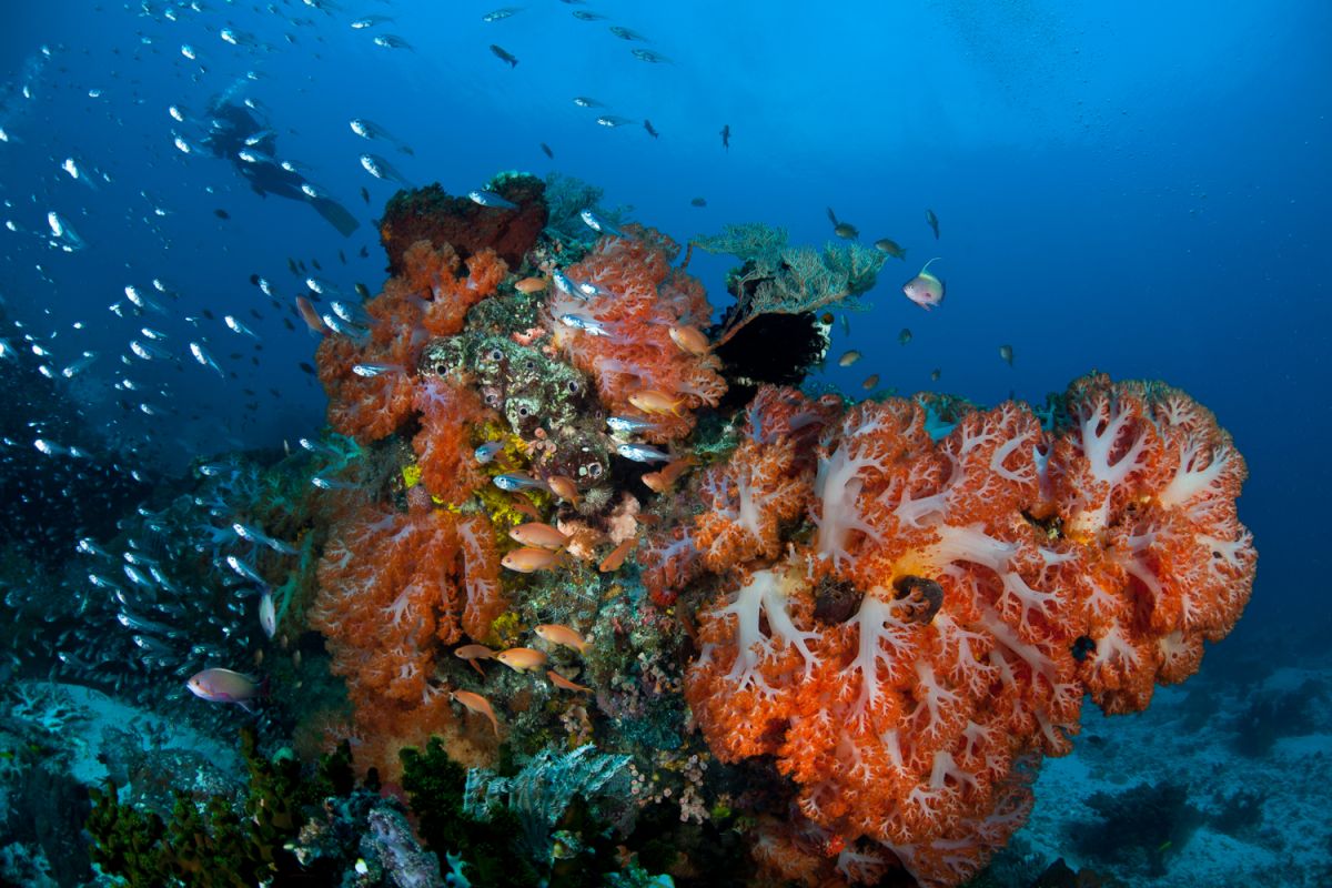 Soft coral reef in Komodo, Indonesia