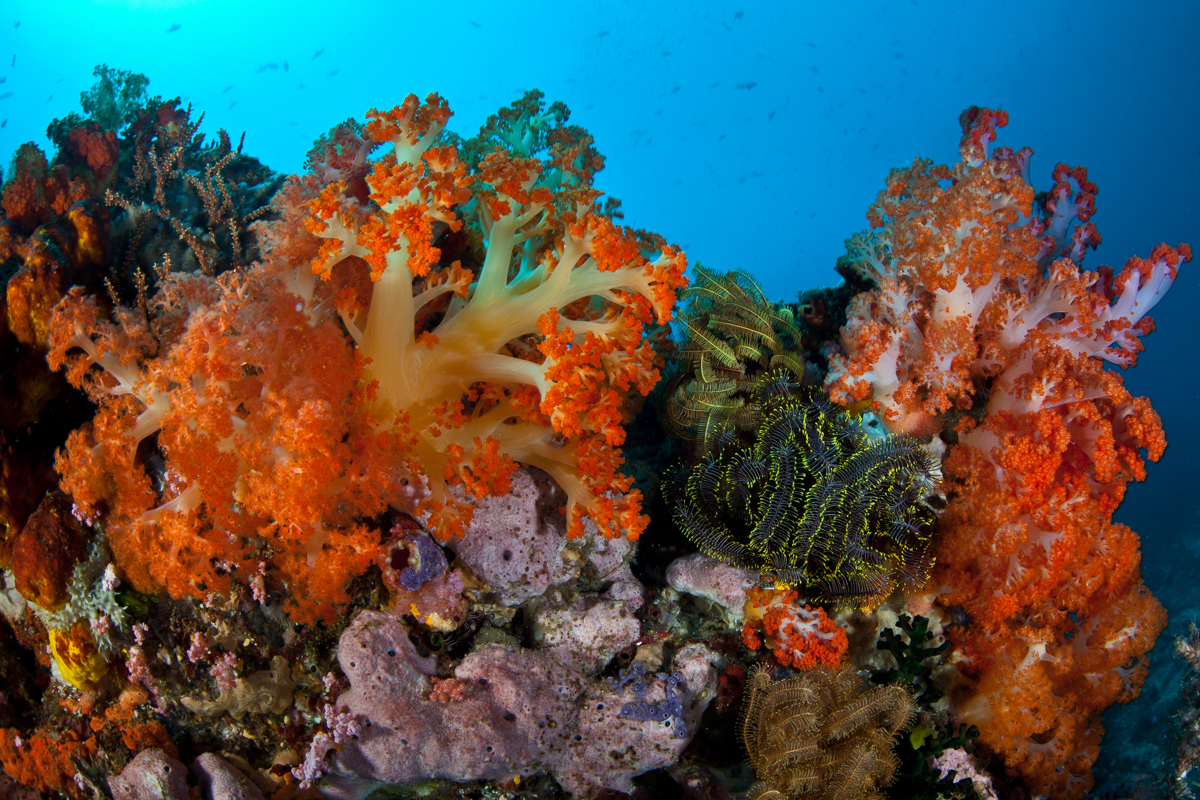 Coral reef in Bunaken National Marine Park, Indonesia
