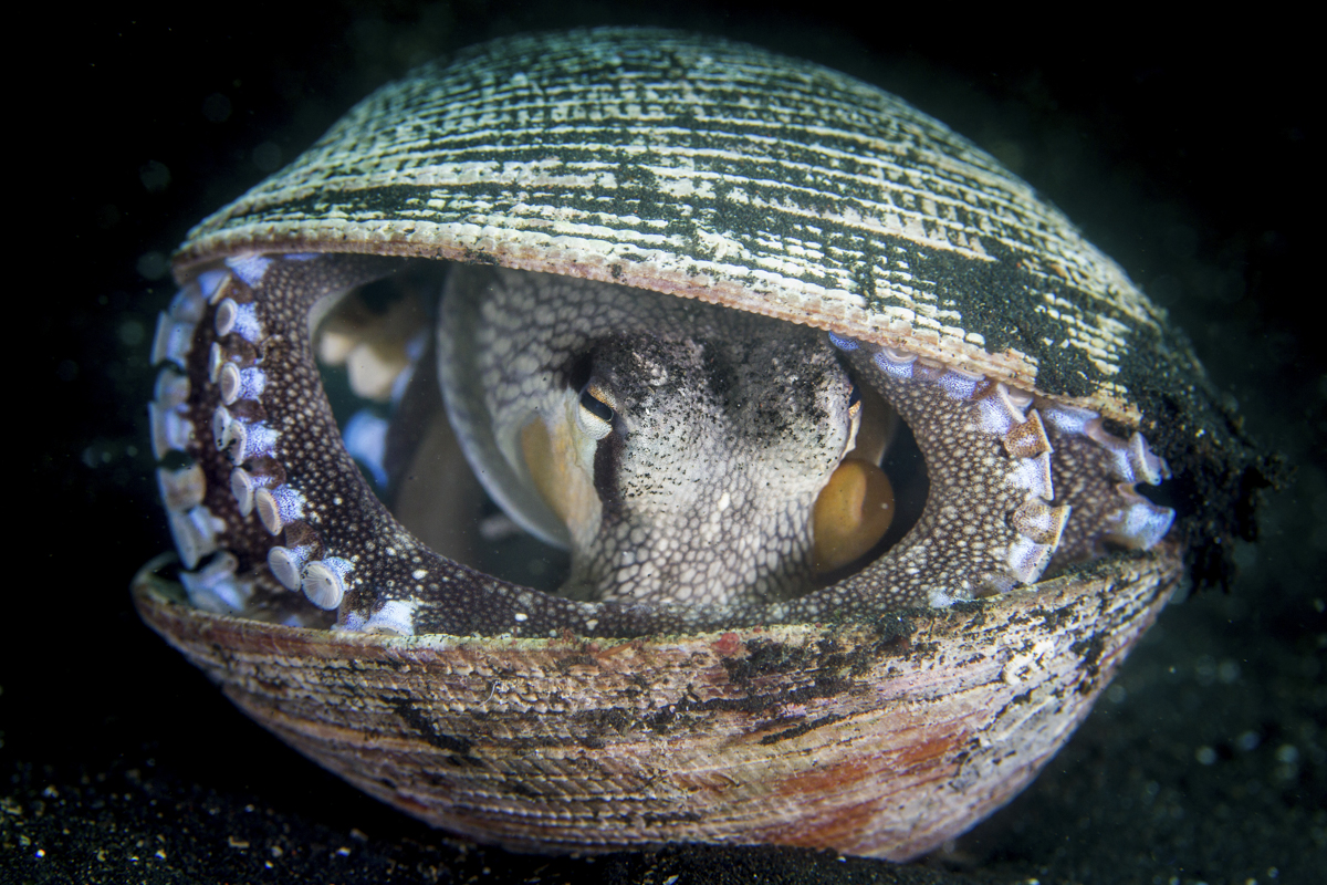 Octopus in Sulawesi, Indonesia. Image by Saeed Rashid