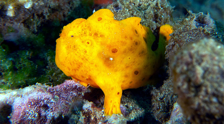 Frogfish in Dauin, the Philippines