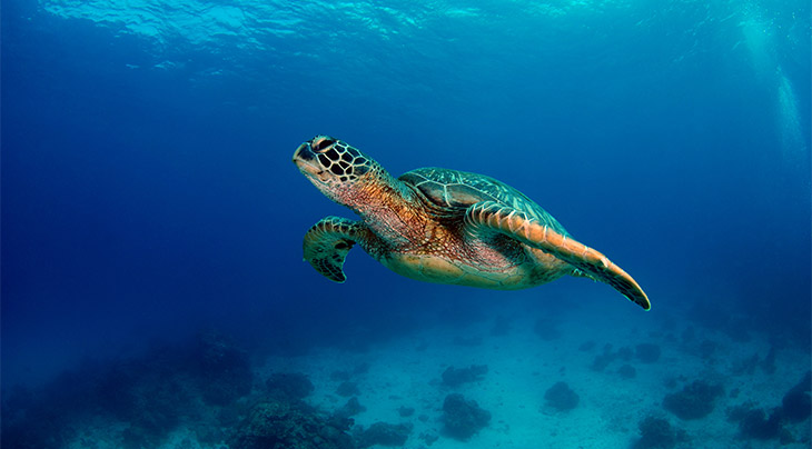 Green turtle in the Philippines