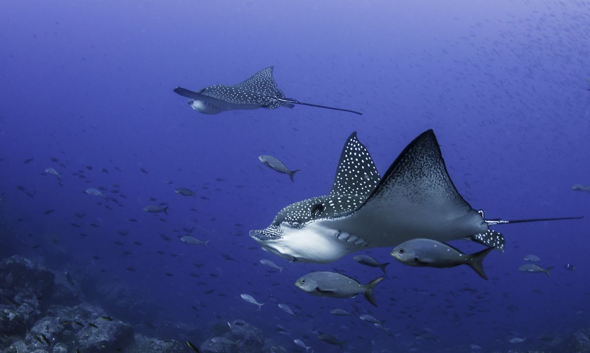 Eagle ray in the Galapagos