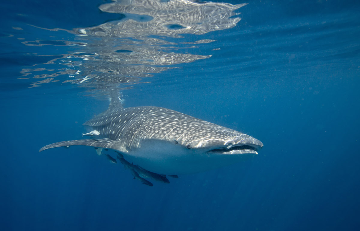 Whale shark in Oman