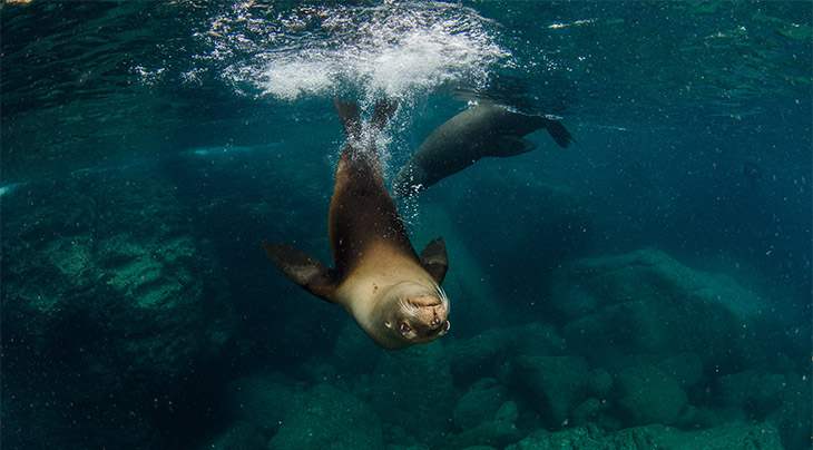 Sealions in the Sea of Cortez