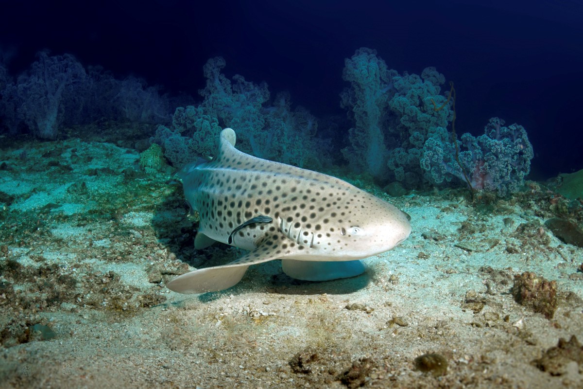 Leopard shark in Thailand