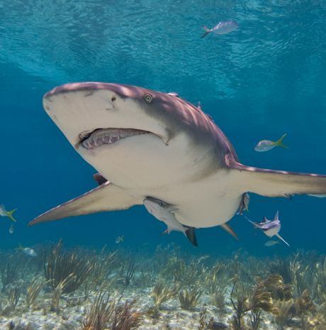 Lemon Shark, Malcolm Nobbs