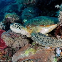 Image credit: Shaun Tierney, seafocus.com