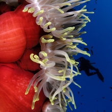 © Oceans-Image/Photoshot
