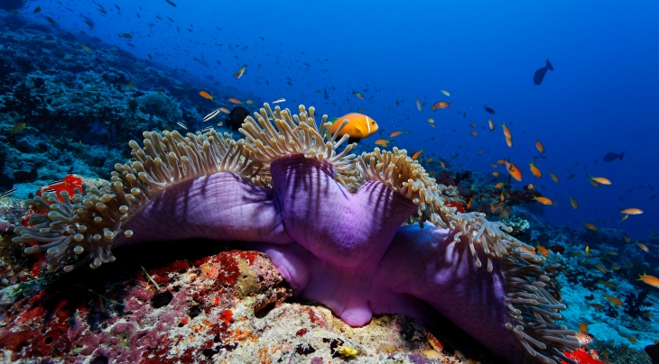 Maldives U Kefrig Werner Lau