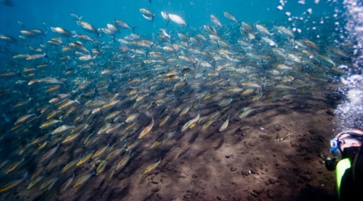 Glassfish Martin Bielik