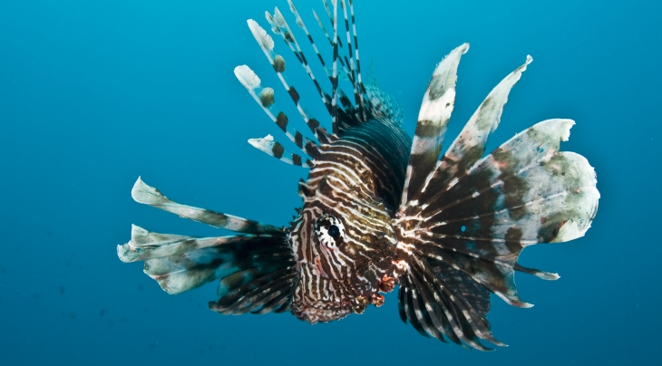 Lionfish Malcolm Nobbs