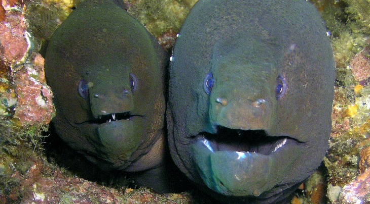 Moray Eels Malcolm Nobbs