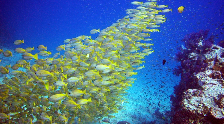 Scuba Cat Diving Phuket