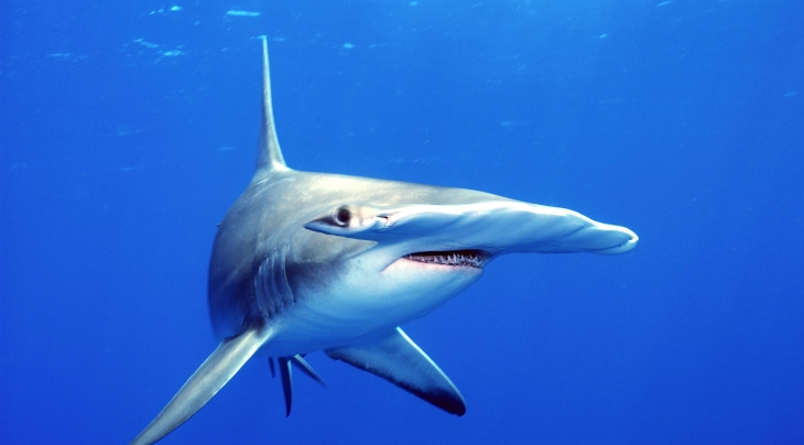 © Oceans Image/Photoshot