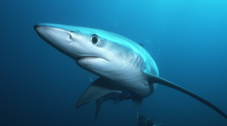 Blue Shark © Oceans-Image/Photoshot