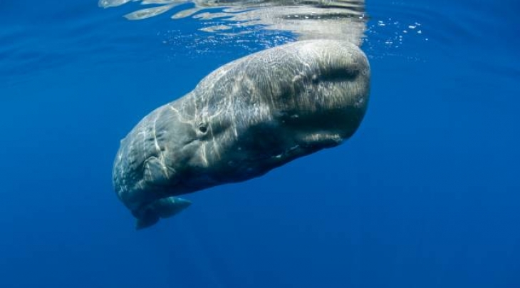 Sperm Whale © Oceans-Image/Photoshot