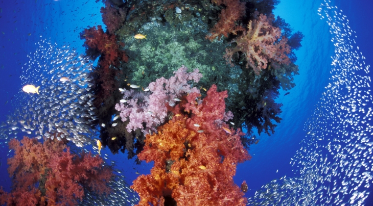 © Oceans-Image/Photoshot