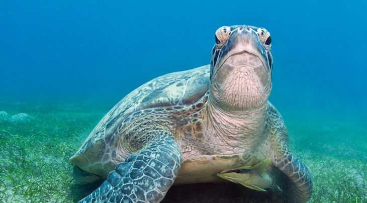 Turtle Malcolm Nobbs