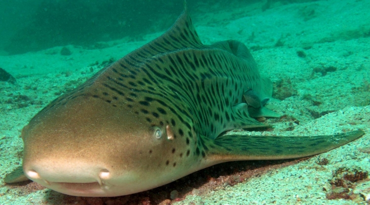 Leopard Shark Extra Divers