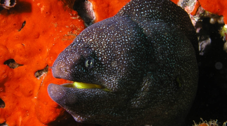 Musandam Extra Divers
