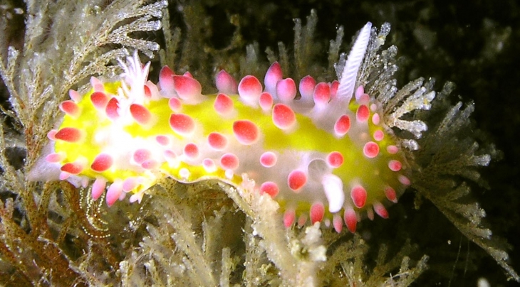 Musandam Extra Divers
