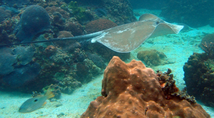 Musandam Extra Divers