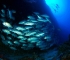 layang layang diving