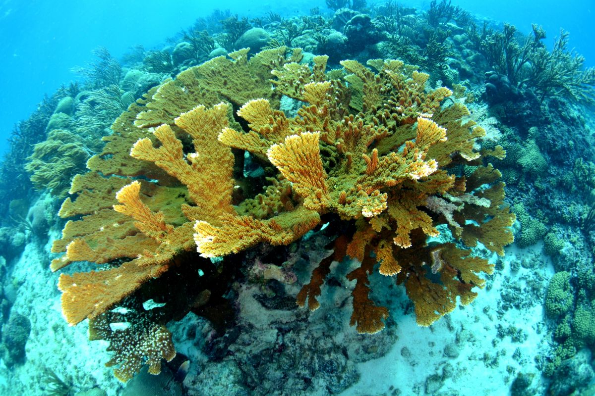 Elkhorn coral