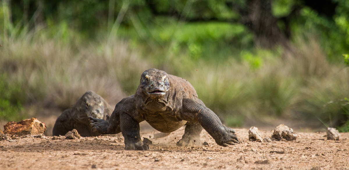 Komodo dragon in Indonesia