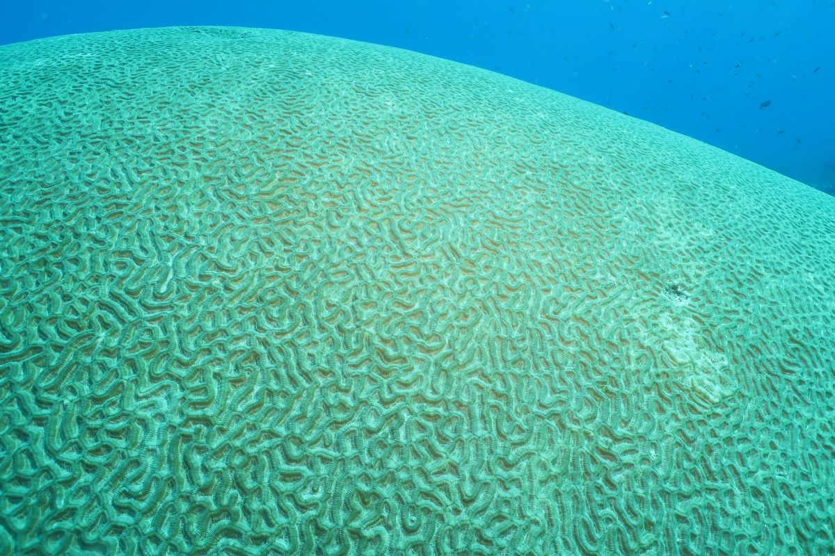 Brain coral