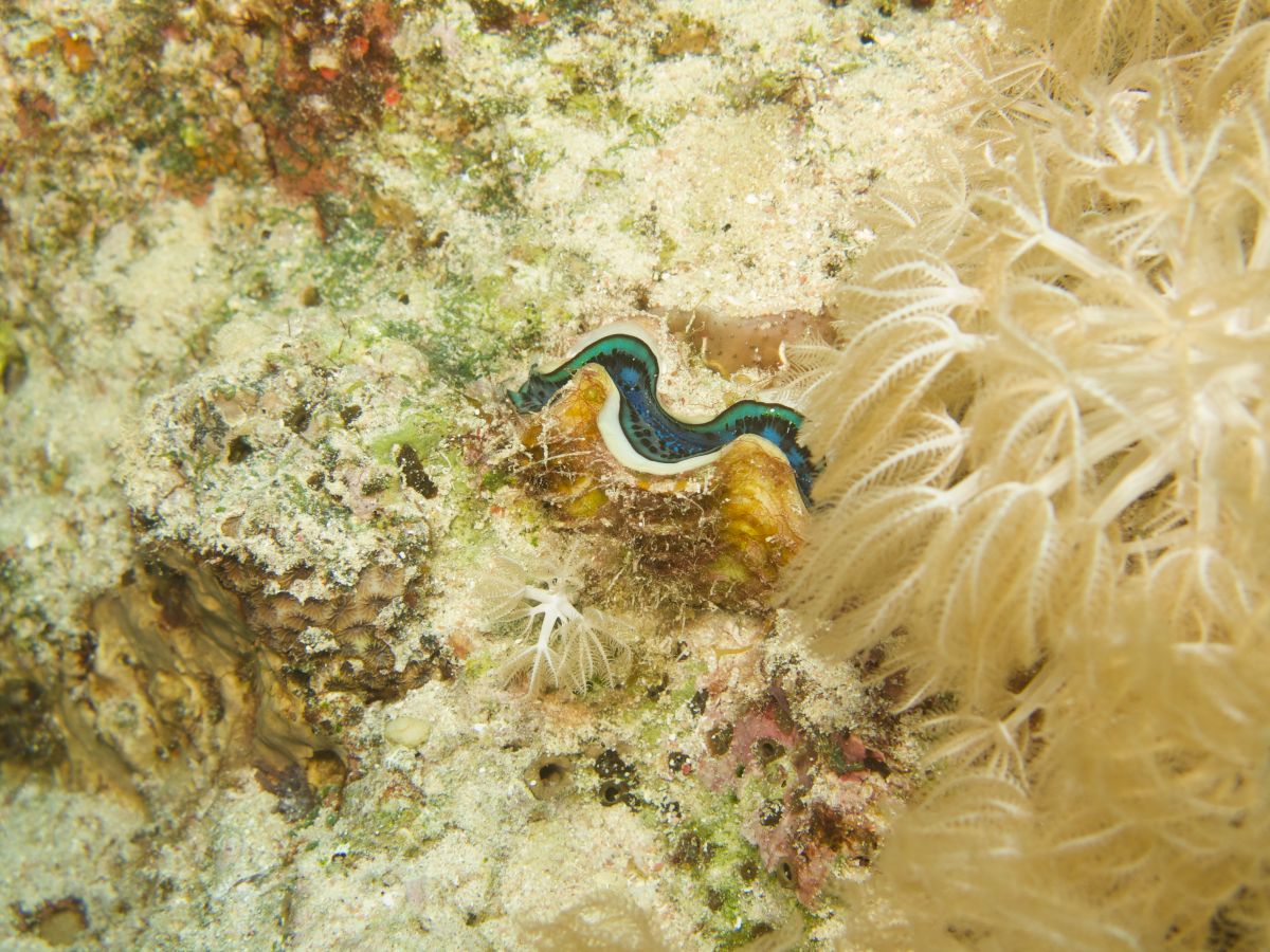 Sharm el Sheikh underwater scenes