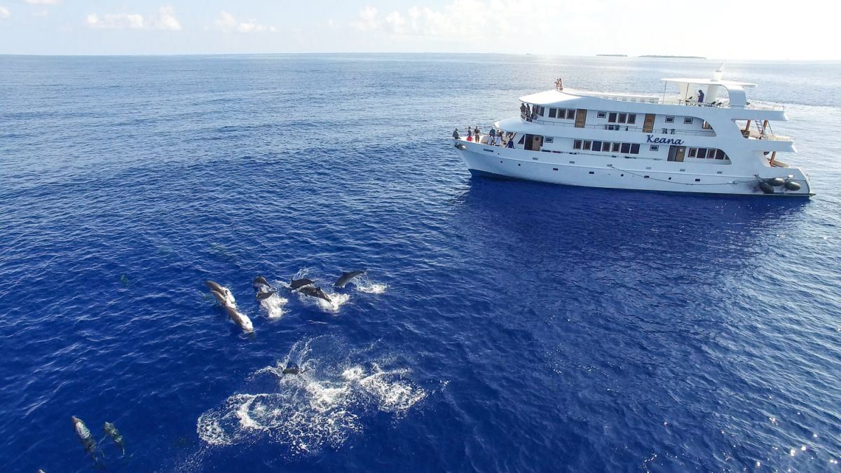Dolphins by Keana liveaboard in the Maldives
