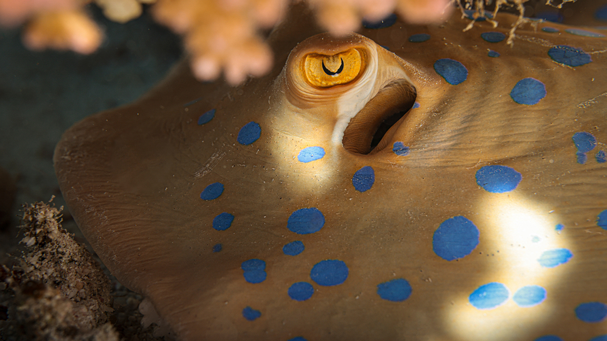Blue-spotted stingray in Egypt
