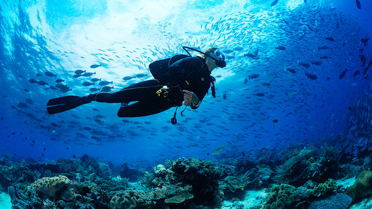 Diver in the Egyptian Red Sea