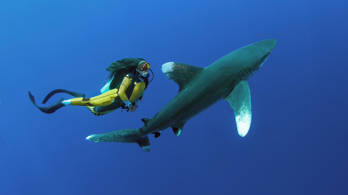 Shark & diver in Elphinstone Reef, Egypt