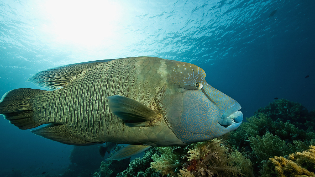 Napoleon wrasse in Egypt