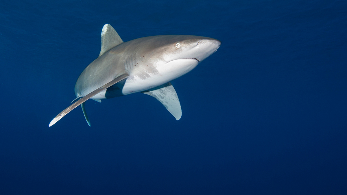 Oceanic white tip shark in Egypt