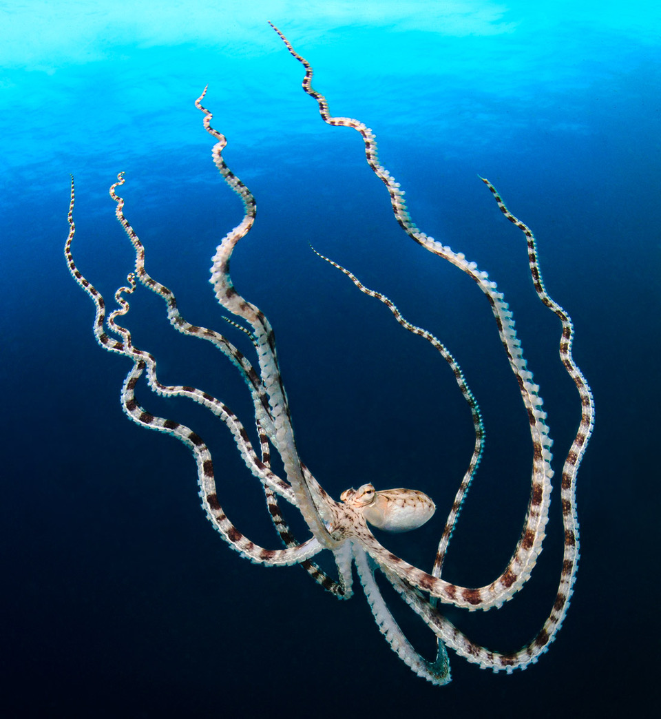 Mimic octopus in Gangga Island. Image by Bernard Ravener