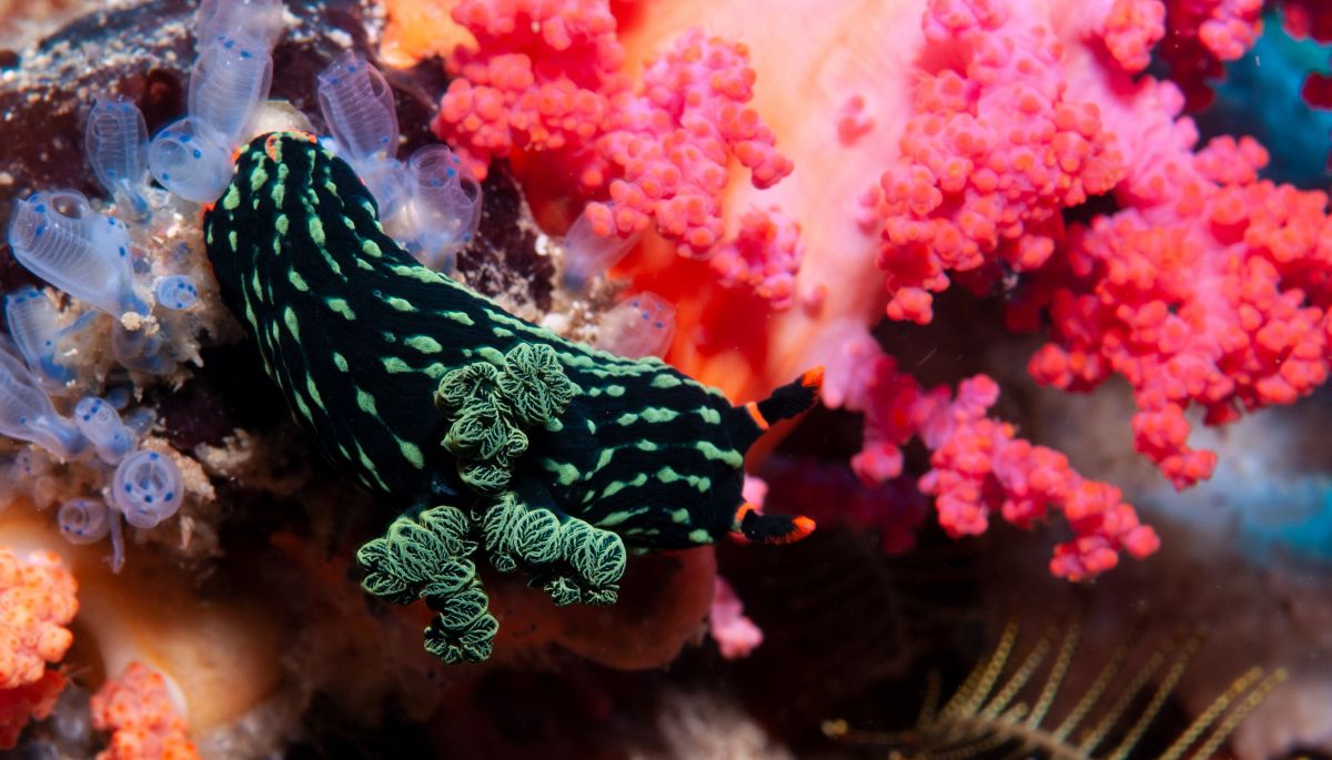 Nembrotha