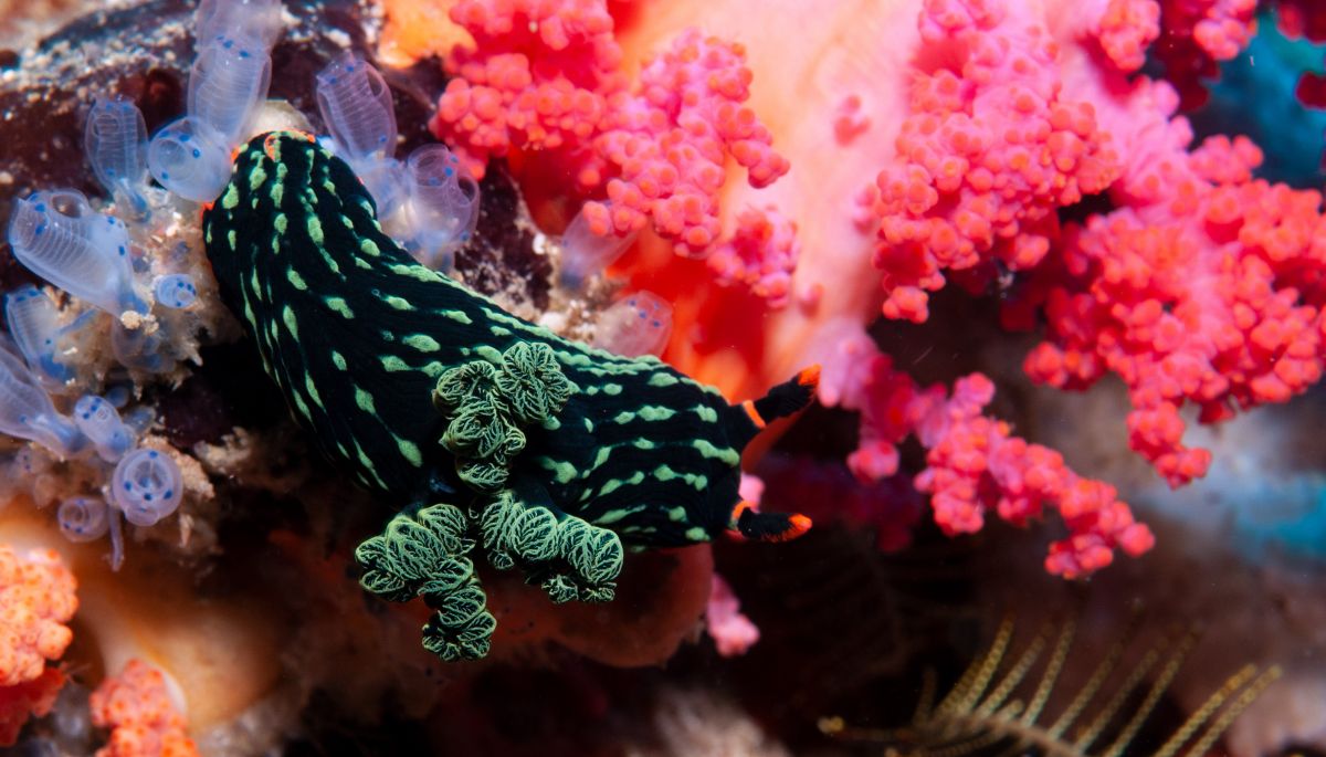 Nembrotha