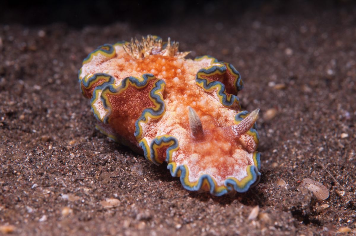 Nudibranch