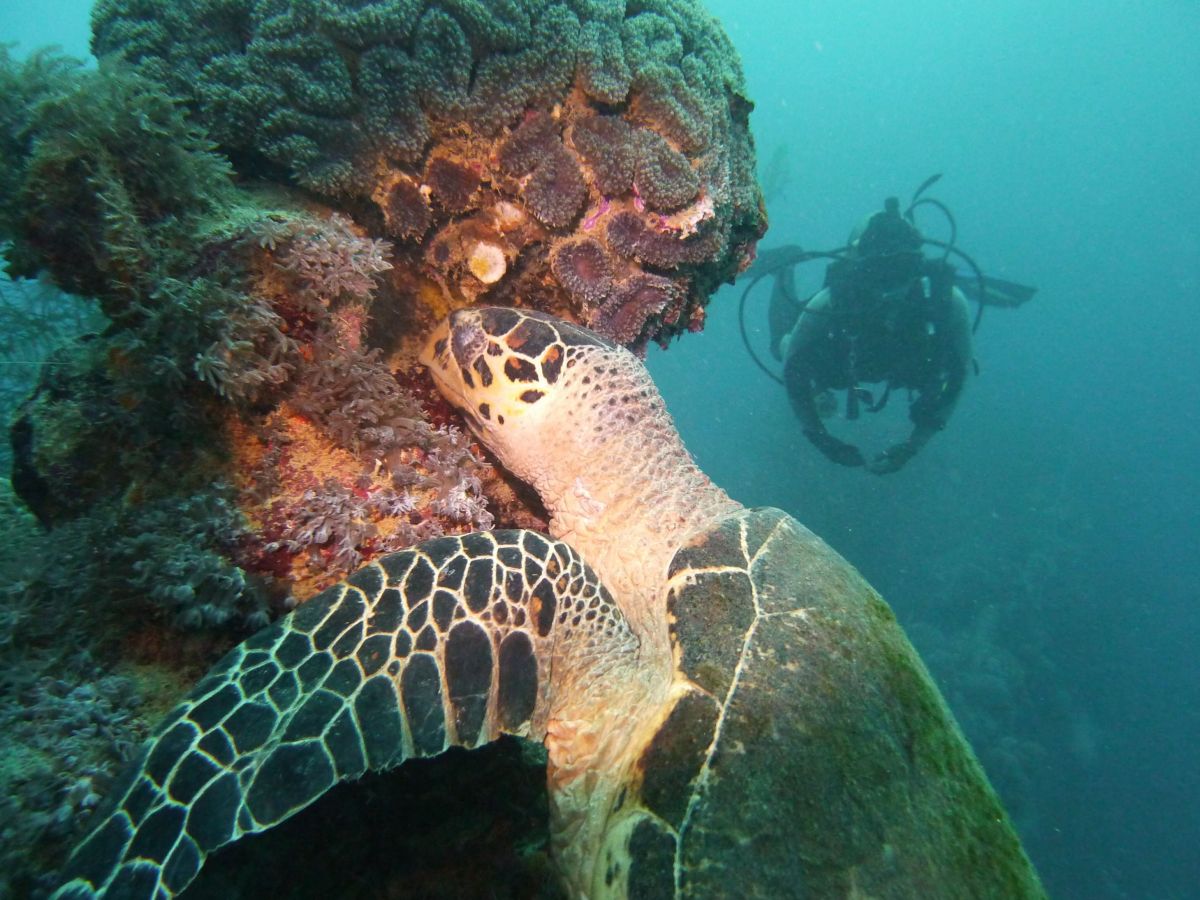 Green turtle in Truk Lagoon