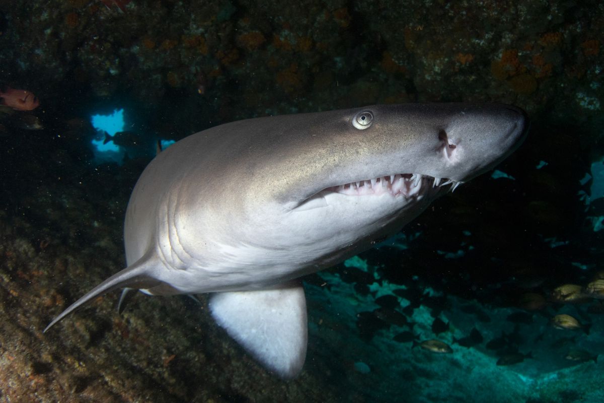 Ragged tooth shark in South Africa