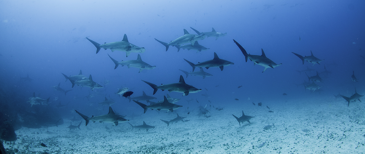 Scalloped hammerhead sharks in the Galapagos Island