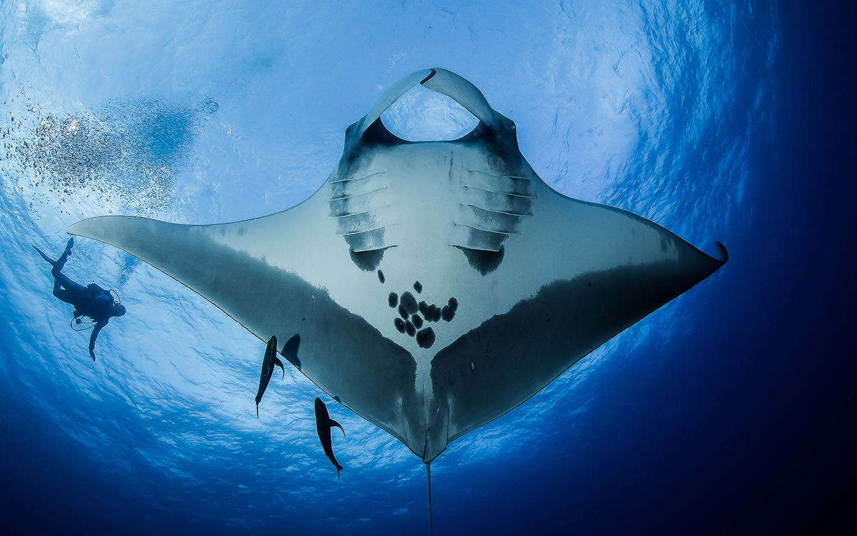 Manta ray in Socorro, Mexico