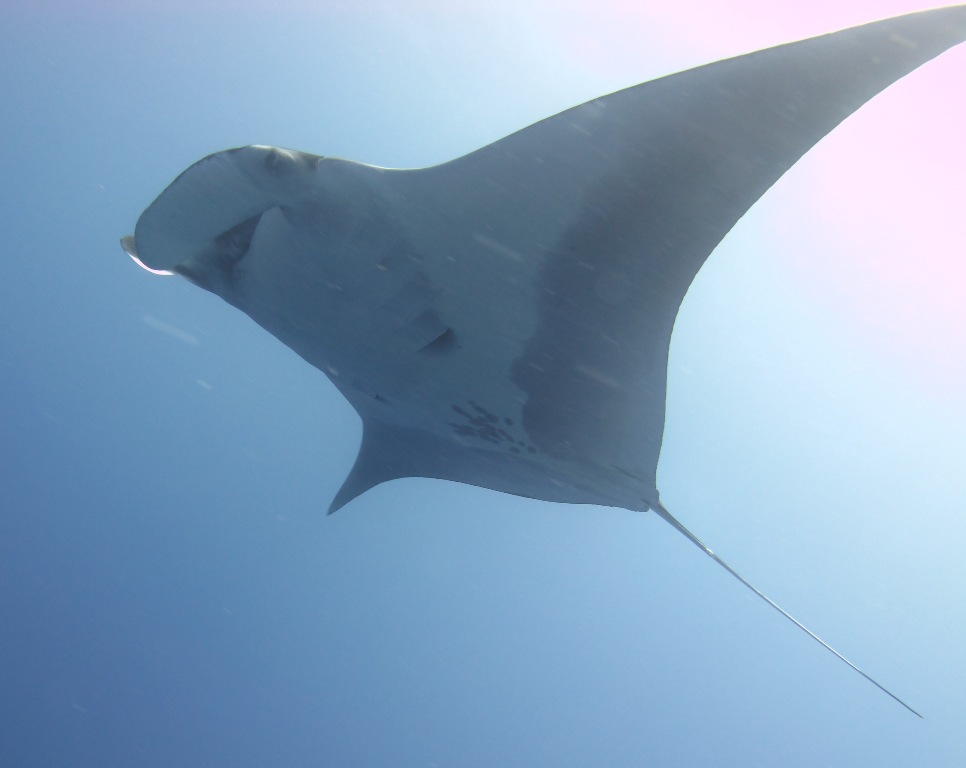 Ariel the manta ray in Egypt