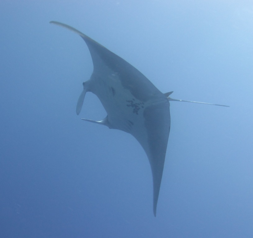 Ariel the manta ray in Egypt