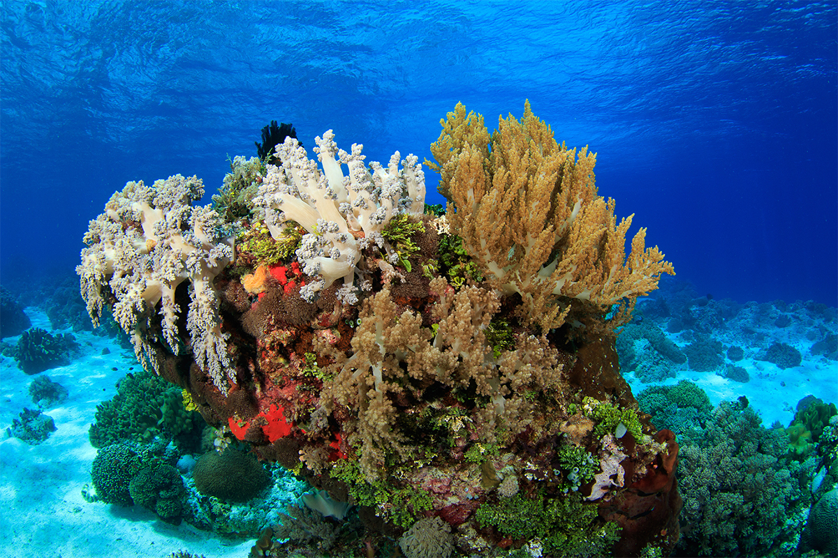 Coral bommie in Alor, Indonesia