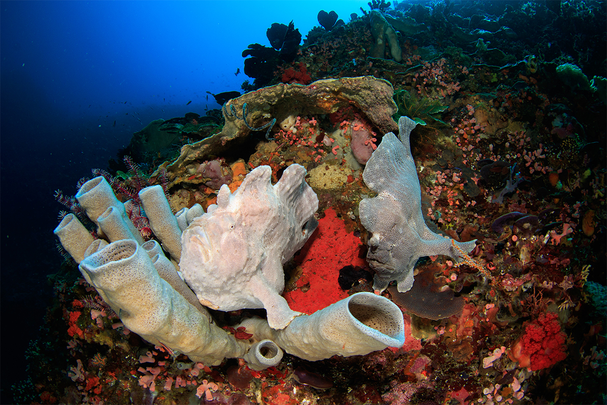 Giant frogfish in Alor, Indonesia